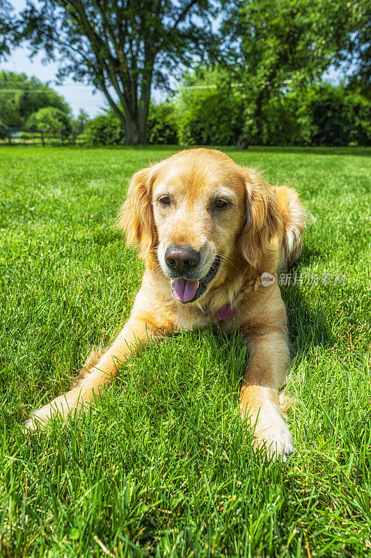 一只可爱的金毛猎犬躺在草地上喘着气- 5岁